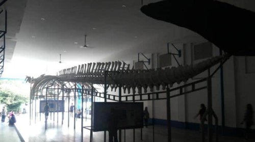 Top 7+ Museum di Bogor yang Cocok Dijadikan Wisata Edukasi