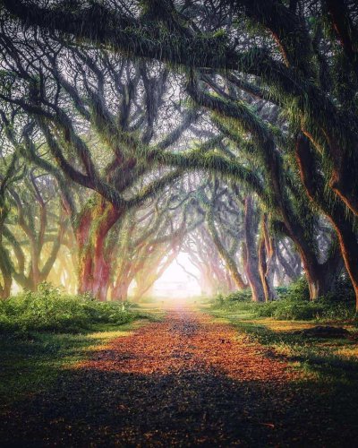 1. Hutan De Djawatan, 2. Taman Nasional Baluran, 3. Hutan Mangrove Bedul Ecotourism, 4. Hutan Pinus Songgon, 5. Taman Nasional Alas Purwo, 6. Hutan Curah Jati, 7. Rawa Bayu, Top 7+ Wisata Hutan di Banyuwangi yang Patut Dikunjungi