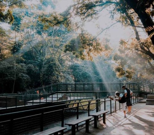 Spot Menarik, Fasilitas&nbsp;Forest Walk Babakan Siliwangi, Tiket Masuk dan Jam Operasional, Alamat dan Akses Transportasi, Hotel di Sekitar Forest Walk Babakan Siliwangi, Forest Walk Babakan Siliwangi, Wisata Hutan di Kota Bandung