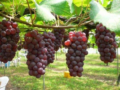 Top 10+ Oleh-Oleh Khas Probolinggo dari Buah Hingga Kue