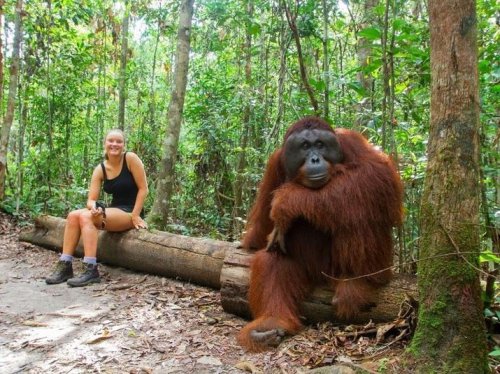 Top 8+ Taman Nasional di Kalimantan, Benteng Pelindung Primata
