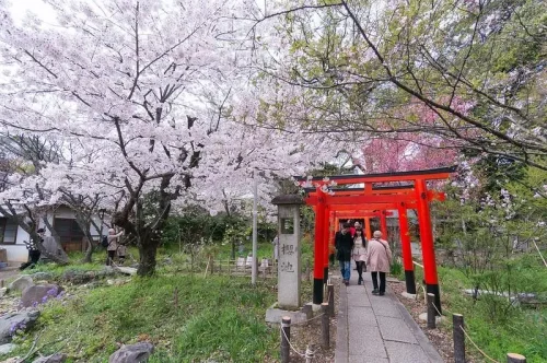 Top 10+ Tempat Menarik untuk Melihat Bunga Sakura di Kyoto