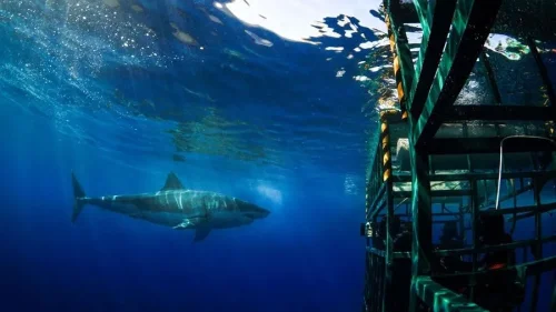 Top 10+ Tempat Berenang dengan Hiu untuk Para Penyuka Tantangan