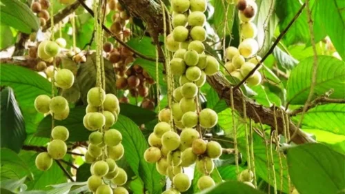 Top 10+ Buah Khas Kalimantan dengan Rasa dan Bentuk yang Unik