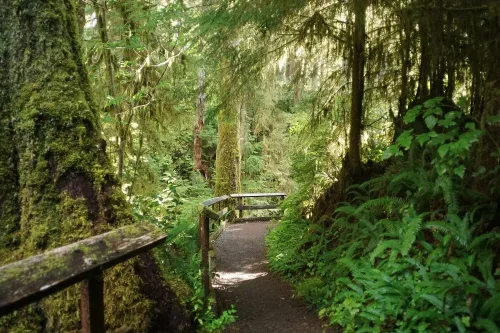 Top 10+ Jalur Hiking di Amerika untuk Pemula dan Keluarga