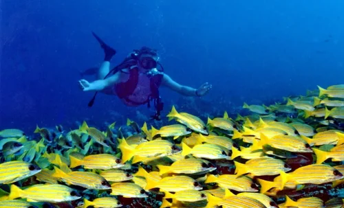 Top 10+ Tempat Wisata di Maldives, Sepotong Surga di Bumi