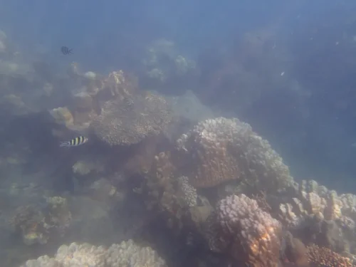 Pulau Putri, Pulau Cantik Tawarkan Bawah Laut Dekat Jakarta