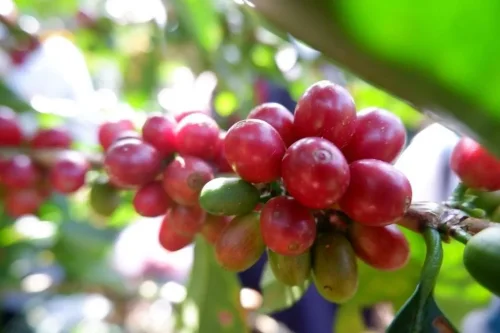 Top 9+ Kopi Khas Jawa Barat, Sang Primadona dari Zaman Belanda