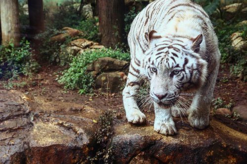 Journey to The Wild at Bali Safari and Marine Park