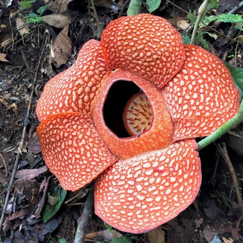 Rafflesia Arnoldii &ndash; The Largest Flower in The World is in Indonesia