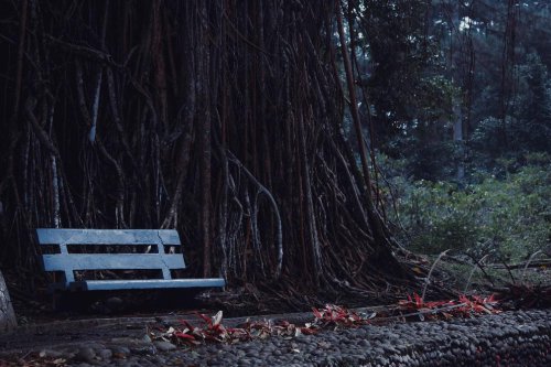 Escape to Bogor Botanical Garden 2025