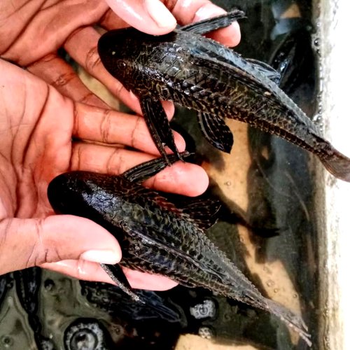 Apakah Ikan Sapu-Sapu Aman Dikonsumsi? Ini Faktanya