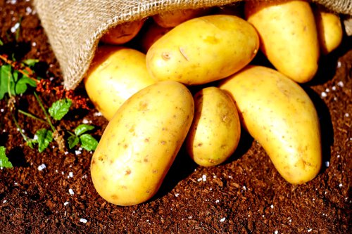 Apakah Berbahaya Makan Kentang Berwarna Hijau dan Bertunas?