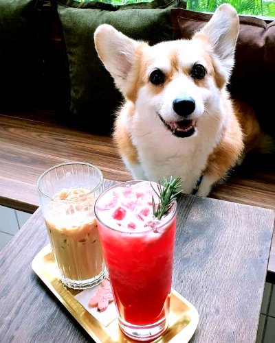 Top 10+ Cafe Pet Friendly di PIK untuk Paw Date sama Anabul